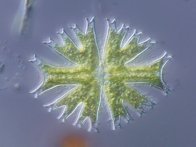Micrasterias_radiata